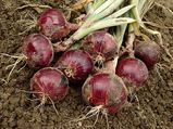 How To Plant An Onion Garden