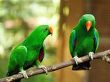 How To Care For Parrots?