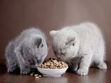 Foods Your Cat Should Never Eat