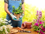 Gardening Tips For Spring Season