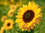 Top 10 Easiest Flowers To Grow In Your Garden