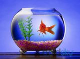 6 Simple Ways To Clean A Fish Bowl
