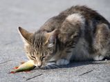 15 Toxic Human Foods Cats Shouldn't Eat