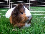 Pet Care Tips For Guinea Pigs