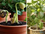 Pot Vegetables To Grow This Summer