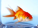 Looking After A Goldfish Pond: Tips