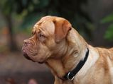 6 Dog Breeds That Bark Less To Have As Pets