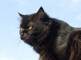 Superstitions About Cats From Around The World