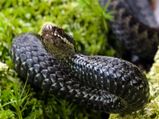7 Deadliest Snakes In The World