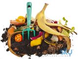 How Banana Peels Are Good For Plants?