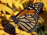 5 Steps To Start Your Own Butterfly Garden