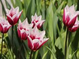 Gardening Tips For Tulip Flowers