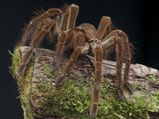 Tips To Keep Spiders Out Of Your House