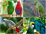 The Best Talking Pet Birds For Bird Lovers