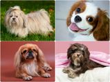 Top 10 Lapdog Breeds