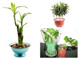 10 Plants That Eliminate Harmful Gases From Your Home