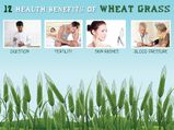 12 Health Benefits Of Wheat Grass
