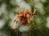 15 Natural Ways To Kill Spiders