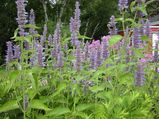 Tips for Growing Anise Hyssop Plant