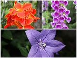 Best Flowers That Grow In Moist Soil