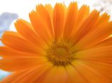 Tips To Grow Calendula In Your Garden