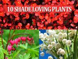10 Shade Loving Plants