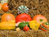 Gourds That Treat Many Diseases
