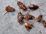 Quick Remedies To Kill These 6 Pests