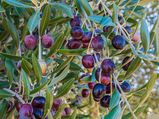 Tips To Grow Olives In Your Garden