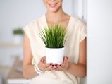Tips On How To Keep Apartment Plants Alive