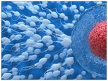 Interesting Facts About Conception
