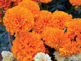 Summer Means Marigold! Best Benefits Of This Vibrant Flower