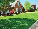 Summer Lawn Care Tips