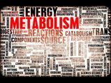 5 Best Ways To Increase Metabolism Rate