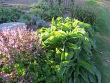 Exotic Herbs You Must Grow In Your Garden