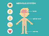 11 Foods That Are Good For A Healthy Nervous System