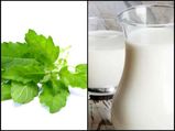 Tulsi Vivah 2019: Health Benefits Of Tulsi (Basil) And Milk