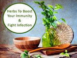 Top Antiviral Herbs To Boost Your Immunity And Fight Infection