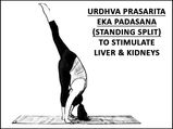 Urdhva Prasarita Eka Padasana (Standing Split) To Stimulate Liver & Kidneys