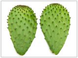 Benefits Of Eating Cactus Leaf