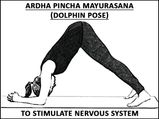 Ardha Pincha Mayurasana (Dolphin Pose) To Stimulate The Nervous System