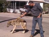 A Man Accidentally Adopted A Wolf!
