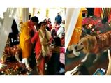 Her Dog Refused To Leave Her During The Wedding 'Pheras'!