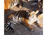 These Tigers Are Grabbing Attention For All The Wrong Reasons!