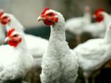 Is Broiler Chicken Unhealthy?
