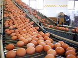Facts The Egg Industry Doesn’t Want You To Know