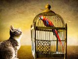 Did You Know That Caging Of Birds Leads To Financial Loss?