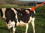 Why Do A Few Cows Have Giant Holes?