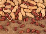 Why Snacking On Peanuts Is Healthy?