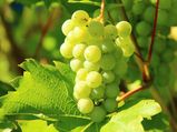 Grape Compounds Can Kill Colon Cancer Cells